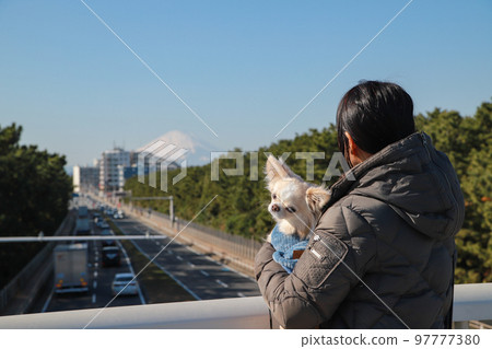 Owner woman holding a long-coated Chihuahua on a pedestrian bridge with a view of Mt. Fuji in winter 97777380