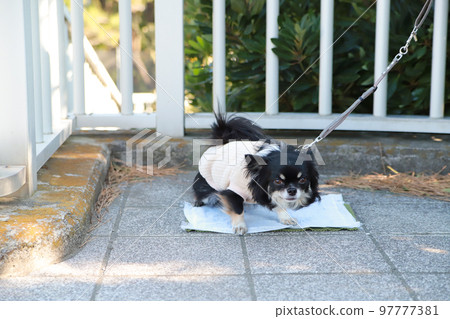 Long coat Chihuahua wearing clothes that pee on the toilet seat outdoors 97777381