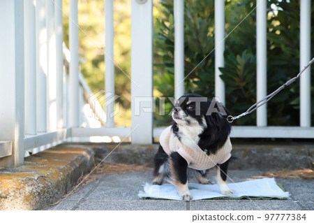 長大衣吉娃娃穿著在戶外尿在馬桶座上的衣服 97777384