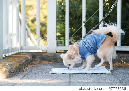 Long coat Chihuahua wearing clothes that pee on the toilet seat outdoors Long coat Chihuahua wearing clothes that pee on the toilet seat outdoors 97777386