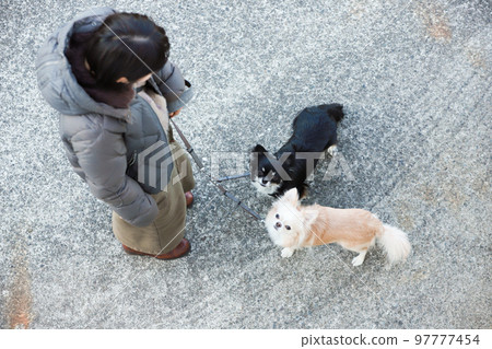 A picture looking down on two long-coated Chihuahuas and their owner's woman from above 97777454