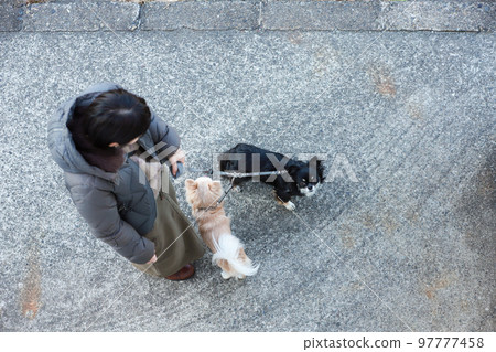 A picture looking down on two long-coated Chihuahuas and their owner's woman from above 97777458