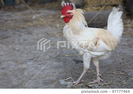 White Betong Chickken in dry garden 97777469