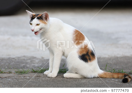 Close up cat is sit down and cute in garden 97777470
