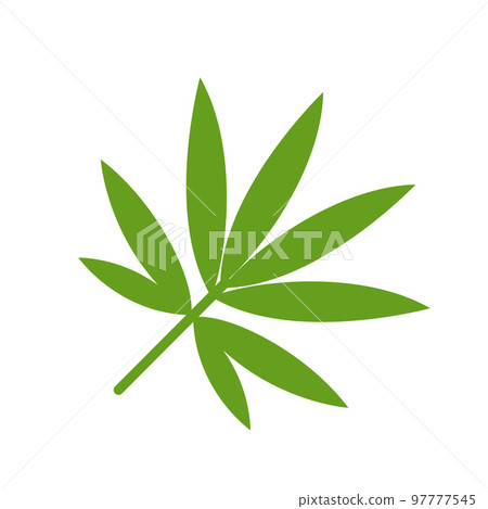 Bamboo leaf green isolated on white background. 97777545