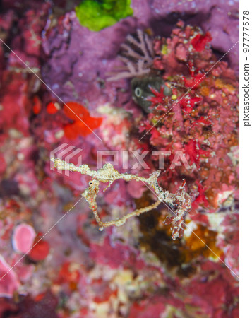 A pair of pygmy sea dragon Hariyouji A pair of pygmy sea dragon Hariyouji 97777578
