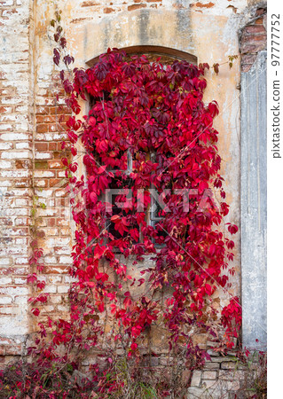 A window on an old stone house overgrown with decorative grapes. Red leaves Virginia creeper in autumn 97777752