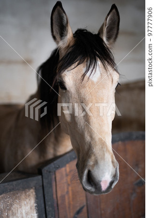 a beautiful horse in the stable a beautiful horse in the stable 97777906