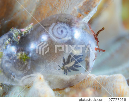 Ercolania endophytophaga，巴羅尼亞海參的成員 97777956