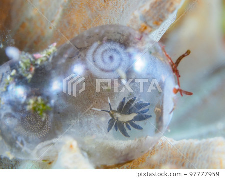 Ercolania endophytophaga，巴羅尼亞海參的成員 97777959