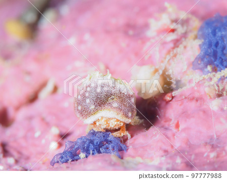 Fellow of the kaikamuri 97777988