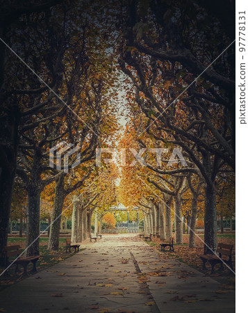 Beautiful morning in the autumn park with golden alley of sycamore trees. Fall season scene 97778131