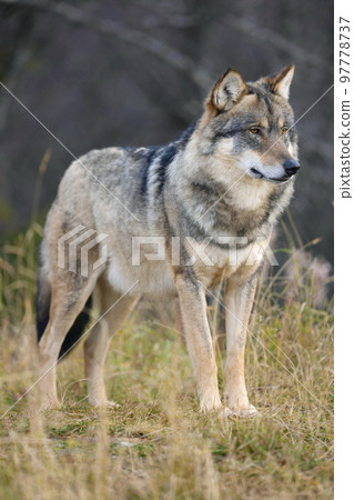 Close-up of large male grey wolf standing in the forest 97778737