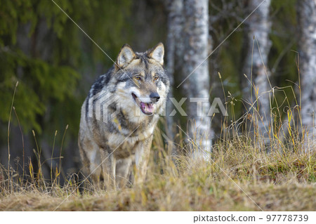Large male grey wolf walking on a hill in the forest Large male grey wolf walking on a hill in the forest 97778739