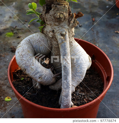Root of an unusual shape, like the roots of mandrake. Ficus bonsai with strange magic root close up, botanical miracle 97778874