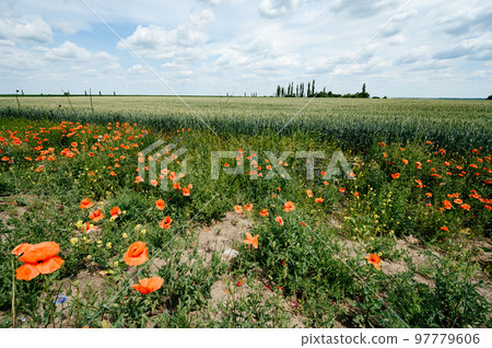Wild poppy grows from the edge near the wheat. 97779606