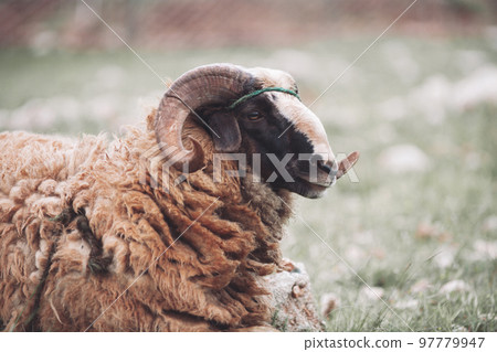 an adult ram with curled horns spoils in the pasture. an adult ram with curled horns spoils in the pasture. 97779947