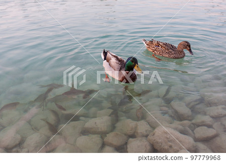 two ducks swim in a lake with clear water where fish can also be seen. two ducks swim in a lake with clear water where fish can also be seen. 97779968