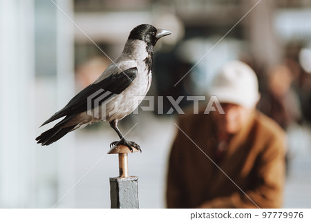 beautiful gray bird jackdaw sitting on a pole in an urban environment. 97779976