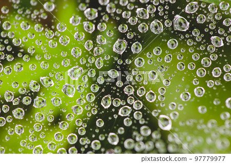 close-up of dew droplets on the spider web 97779977