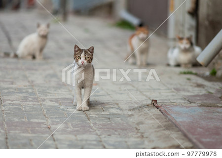 a beautiful cat walks on the streets of the city. a beautiful cat walks on the streets of the city. 97779978
