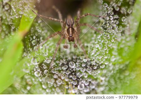 close-up of dew droplets on the spider web 97779979
