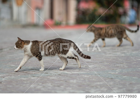 a beautiful cat walks on the streets of the city. 97779980