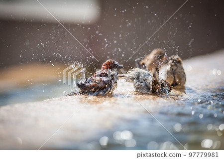 sparrow  is bathing on water splashes 97779981