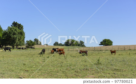 Cattle in Argentine countryside,La Pampa Province, Argentina. Cattle in Argentine countryside,La Pampa Province, Argentina. 97780021