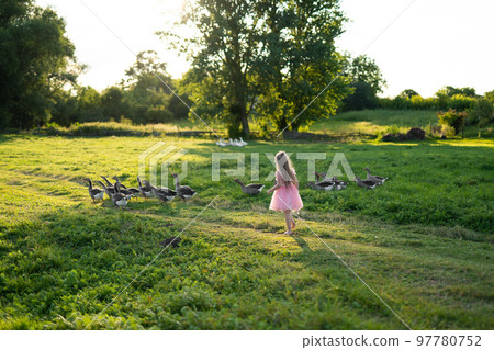 a little girl chases a flock of geese 97780752