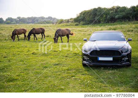 horses on a pasture near an expensive mustang car horses on a pasture near an expensive mustang car 97780804