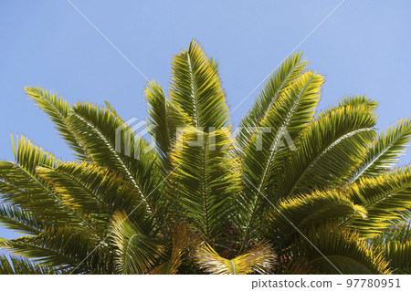 Tropical palm tree with green palm branches against a clear blue sky. Summer, vacation, relaxation, sun concept. Tropical palm tree with green palm branches against a clear blue sky. Summer, vacation, relaxation, sun concept. 97780951