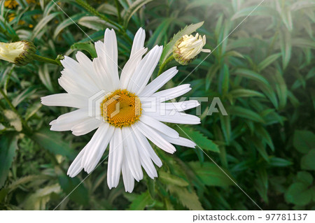 Flowering of daisies in the summer green meadow. Oxeye daisy, Leucanthemum vulgare. Chamomile flowers with long white petals. Gardening concept. Flowering of daisies in the summer green meadow. Oxeye daisy, Leucanthemum vulgare. Chamomile flowers with long white petals. Gardening concept. 97781137