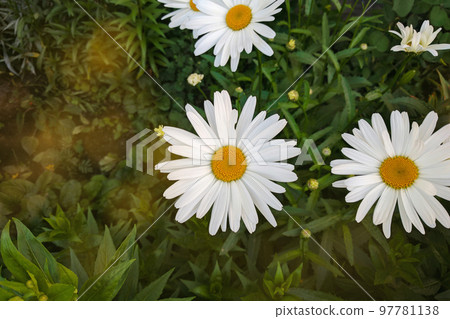 Flowering of daisies in the summer green meadow. Oxeye daisy, Leucanthemum vulgare. Chamomile flowers with long white petals. Medicinal herb. Flowering of daisies in the summer green meadow. Oxeye daisy, Leucanthemum vulgare. Chamomile flowers with long white petals. Medicinal herb. 97781138