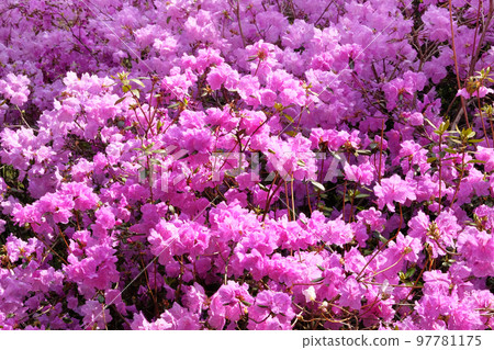 Rhododendron bushes is blooming in spring garden, closeup. Violet gentle flowers is growing in city park. Landscaping and decoration in springtime season. 97781175