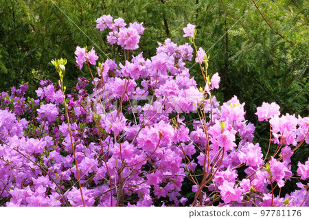 Rhododendron flowers is blooming in spring garden, closeup. Purple gentle flowers is growing in city park. Landscaping and decoration in springtime season. Rhododendron flowers is blooming in spring garden, closeup. Purple gentle flowers is growing in city park. Landscaping and decoration in springtime season. 97781176