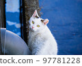 [White cat] A cat that turns around many times on the way home 97781228