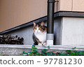 [pheasant white] A mischievous cat that tried to hide but couldn't hide 97781230