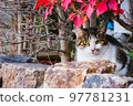 [pheasant white] A cat that greets you with its face out of the garden 97781231