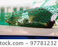 [pheasant white] A cat sleeping peacefully in a net 97781232