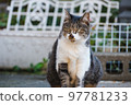 [Kijishiro] A cat that looks carefully 97781233