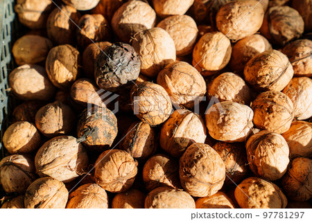 boxes of walnuts. harvesting nuts on the farm. boxes of walnuts. harvesting nuts on the farm. 97781297