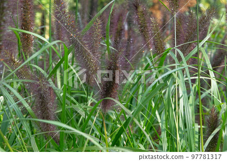 Grass spikelet on the rural field at sunset, close-up. Field spikelets, delicate vigorous wild background. Grass spikelet on the rural field at sunset, close-up. Field spikelets, delicate vigorous wild background. 97781317