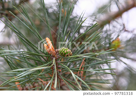 Pine branch with cones in forest on blurred background. Medicinal plant (Pinus sylvestris) with source of vitamins, minerals, and antioxidants. Pine branch with cones in forest on blurred background. Medicinal plant (Pinus sylvestris) with source of vitamins, minerals, and antioxidants. 97781318
