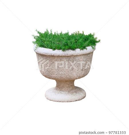 Pot with bush of green plant for landscape design, isolated on white background. Rosemary with fresh juicy leaves in white stone pot. Pot with bush of green plant for landscape design, isolated on white background. Rosemary with fresh juicy leaves in white stone pot. 97781333