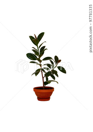 Pot with green houseplant for home. Ficus elastica. Ficus with juicy green leaves in ceramic brown pot, isolated on white background. Pot with green houseplant for home. Ficus elastica. Ficus with juicy green leaves in ceramic brown pot, isolated on white background. 97781335