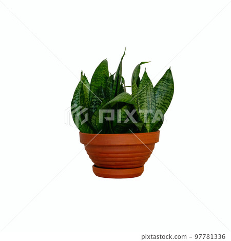 Pot with green houseplant for home. Sansevieria. Hahnii with dark green leaves in ceramic brown pot, isolated on white background. Pot with green houseplant for home. Sansevieria. Hahnii with dark green leaves in ceramic brown pot, isolated on white background. 97781336