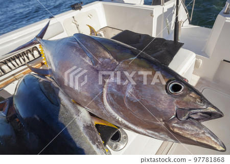 Carcass of large yellowfin tuna on board yacht after sea fishing. Carcass of large yellowfin tuna on board yacht after sea fishing. 97781868