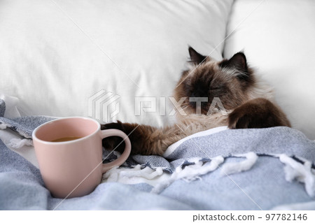 Cute Balinese cat covered with blanket on bed at home. Fluffy pet 97782146