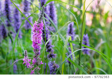 Close up crimson and purple summer flowers on blurred background of green grass. Hyssop of crimson color. Hyssopus officinalis. Close up crimson and purple summer flowers on blurred background of green grass. Hyssop of crimson color. Hyssopus officinalis. 97782363